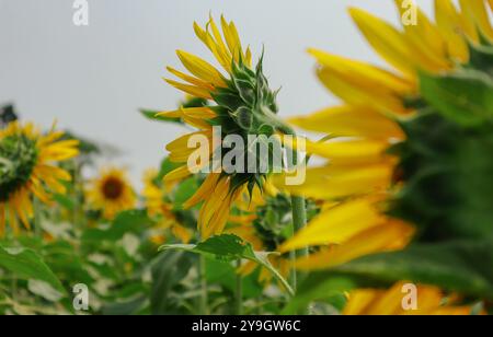 Sonnenblumen in voller Blüte, das goldene Meisterwerk der Natur. Stockfoto