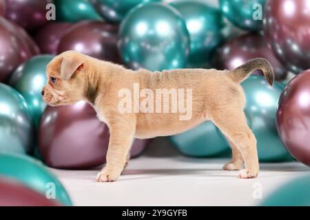 Netter 6 Wochen alter gesunder Creme farbiger französischer Bulldog Hund Welpe mit Schwanz, der vor bunten Ballons Hintergrund steht Stockfoto