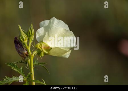 Okra Blume und Okra im Okra Garten Stockfoto