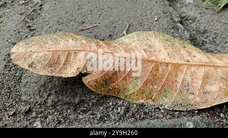 Getrocknete Mangoblätter fallen auf den Rasen Stockfoto