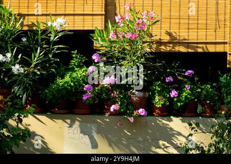 Kleine Gartenpflanzen wachsen auf Balkon Nerium Oleander blüht in Töpfen Stockfoto