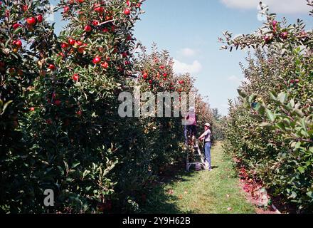 Ein Kind klettert neben dem Vater auf eine Aluminiumleiter, um rote Äpfel in einem Obstgarten vor blauem Himmel zu pflücken. Das Bild wurde mit einem analogen Film aufgenommen. Stockfoto