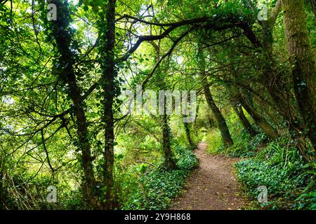 Der South West Coast Path führt durch das Naturschutzgebiet Kemyel Crease, Penwith Peninsula, Cornwall, England Stockfoto