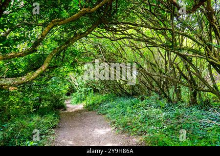 Der South West Coast Path führt durch das Naturschutzgebiet Kemyel Crease, Penwith Peninsula, Cornwall, England Stockfoto