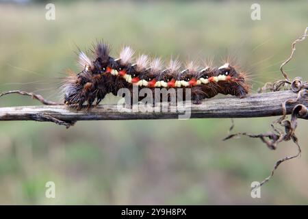 02.10.2024 / Sachsen Anhalt Sachsen-Anhalt BitterfeldSchmetterling Schmetterlinge Falter Biodiversität Insekt Insekten Nachtfalter Makroaufnahme Larve Larven Makroaufnahme Macrofoto Makrofoto Raupe Raupen Foto: Acronicta rumicis Linnaeus, 1758 Ampfer-Rindeneule , Ampfereule *** 02 10 2024 Sachsen Anhalt Sachsen Anhalt BitterfeldSchmetterling Schmetterlinge Schmetterlinge Schmetterling Biodiversität Insekten Moth Macro Foto Raupe Insekten Foto Makrolarven Owl Macrolarven Foto Doronaeus Foto Makrolarven Owl 1758 Macrolarven Foto Doronaeus Foto Makrolarven Owl Macrolarven Foto Makrolarven Owl Macrolarven Owl Macrolarven Owl Stockfoto