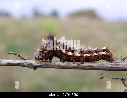 02.10.2024 / Sachsen Anhalt Sachsen-Anhalt BitterfeldSchmetterling Schmetterlinge Falter Biodiversität Insekt Insekten Nachtfalter Makroaufnahme Larve Larven Makroaufnahme Macrofoto Makrofoto Raupe Raupen Foto: Acronicta rumicis Linnaeus, 1758 Ampfer-Rindeneule , Ampfereule *** 02 10 2024 Sachsen Anhalt Sachsen Anhalt BitterfeldSchmetterling Schmetterlinge Schmetterlinge Schmetterling Biodiversität Insekten Moth Macro Foto Raupe Insekten Foto Makrolarven Owl Macrolarven Foto Doronaeus Foto Makrolarven Owl 1758 Macrolarven Foto Doronaeus Foto Makrolarven Owl Macrolarven Foto Makrolarven Owl Macrolarven Owl Macrolarven Owl Stockfoto