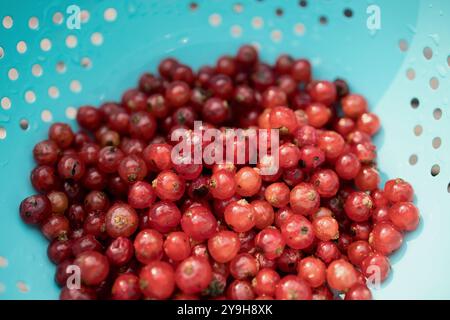 Ein blaublaues Sieb mit einer Menge frischer roter Johannisbeeren sitzt in der Sonne auf einem rustikalen Deck und trocknet nach einer Frischwasserwäsche ab. Stockfoto