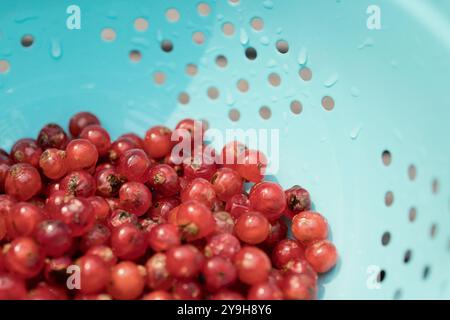 Ein blaublaues Sieb mit einer Menge frischer roter Johannisbeeren sitzt in der Sonne auf einem rustikalen Deck und trocknet nach einer Frischwasserwäsche ab. Stockfoto