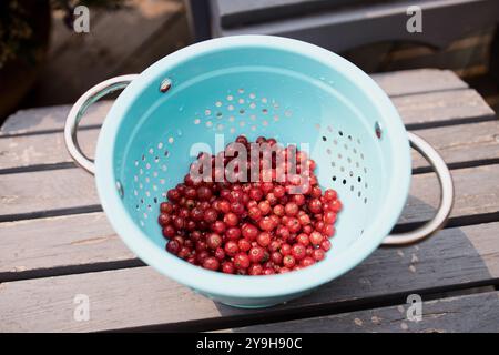 Ein blaublaues Sieb mit einer Menge frischer roter Johannisbeeren sitzt in der Sonne auf einem rustikalen Deck und trocknet nach einer Frischwasserwäsche ab. Stockfoto