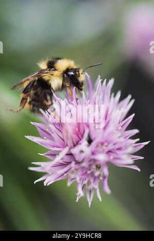 Eine Hummel sucht an einem Sommertag in Calgary, Alberta, Kanada nach Nektar in einer violetten Schnittlauchblüte. Stockfoto