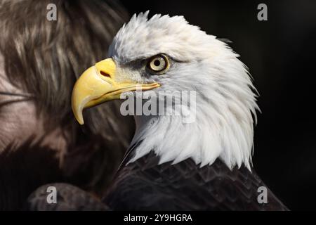 Amerikanischer Weißkopfadler (Haliaeetus leucocephalus), der auf Handlers Arm thront – ein Gefangener Vogel Stockfoto