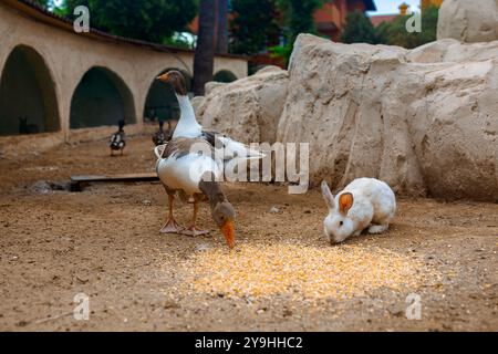 Die Landschaft mit Gänsen, Kaninchen, Hühnern und Truthühnern weidet auf dem Geflügelhof. Ländliche Bio-Naturtierfarm. Hochwertige Fotos Stockfoto