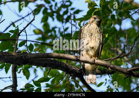 Der junge Rotschwanz-Falke (Buteo jamaicensis) blickt vom Baum einen Fuß hoch – ein wilder Vogel Stockfoto