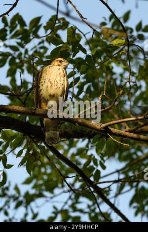 Junger Rotschwanzfalke (Buteo jamaicensis) Barsche in Baum - Wildvogel Stockfoto