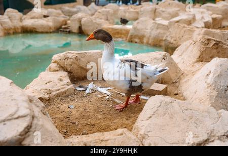 Porträt der Gans. Ländliche Landschaft mit Gänsen, Hühnern und Truthühnern weiden auf dem Geflügelhof. Ländliche Bio-Naturtierfarm. Hochwertige Fotos Stockfoto