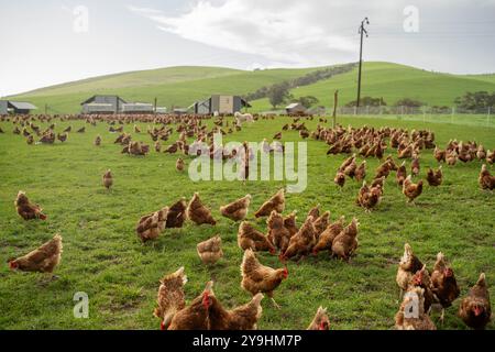 Hühnerfarm mit Freilandhaltung in australien, Weideeier auf einer regenerativen, nachhaltigen Landwirtschaft auf grünem Gras in einem Feldkoppel Stockfoto