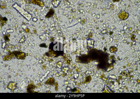 Mikroorganismen und Bodenbiologie, mit Nematoden und Pilzen unter dem Mikroskop. In einem Boden und Kompost Stockfoto