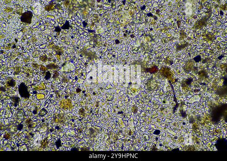 Mikroorganismen und Bodenbiologie, mit Nematoden und Pilzen unter dem Mikroskop. In einem Boden und Kompost Stockfoto