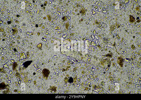 Mikroorganismen und Bodenbiologie, mit Nematoden und Pilzen unter dem Mikroskop. In einem Boden und Kompost Stockfoto