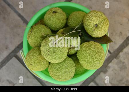 Grüne Maclura-Pomifera-Früchte, osage-Orange oder Adams-Apfel im Eimer auf dem Markt. Natürliche Alternativmedizin. Farbenfrohe exotische Früchte. Draufsicht. Uz Stockfoto