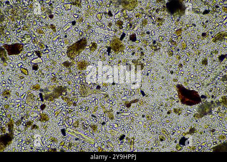 Mikroorganismen und Bodenbiologie, mit Nematoden und Pilzen unter dem Mikroskop. In einem Boden und Kompost Stockfoto