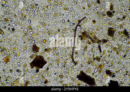Mikroorganismen und Bodenbiologie, mit Nematoden und Pilzen unter dem Mikroskop. In einem Boden und Kompost Stockfoto