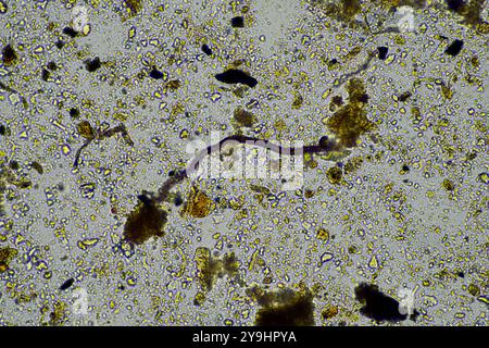 Mikroorganismen und Bodenbiologie, mit Nematoden und Pilzen unter dem Mikroskop. In einem Boden und Kompost Stockfoto