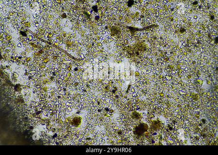 Mikroorganismen und Bodenbiologie, mit Nematoden und Pilzen unter dem Mikroskop. In einem Boden und Kompost Stockfoto
