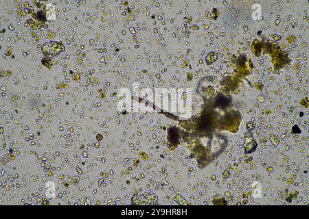 Mikroorganismen und Bodenbiologie, mit Nematoden und Pilzen unter dem Mikroskop. In einem Boden und Kompost Stockfoto