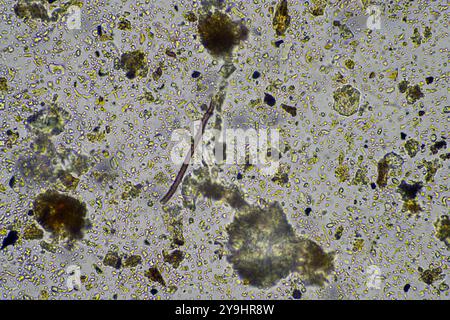 Mikroorganismen und Bodenbiologie, mit Nematoden und Pilzen unter dem Mikroskop. In einem Boden und Kompost Stockfoto