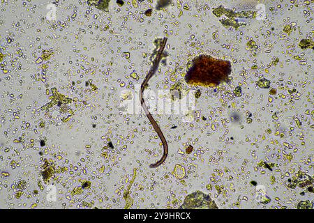Mikroorganismen und Bodenbiologie, mit Nematoden und Pilzen unter dem Mikroskop. In einem Boden und Kompost Stockfoto