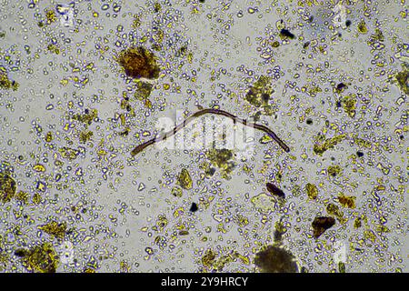 Mikroorganismen und Bodenbiologie, mit Nematoden und Pilzen unter dem Mikroskop. In einem Boden und Kompost Stockfoto