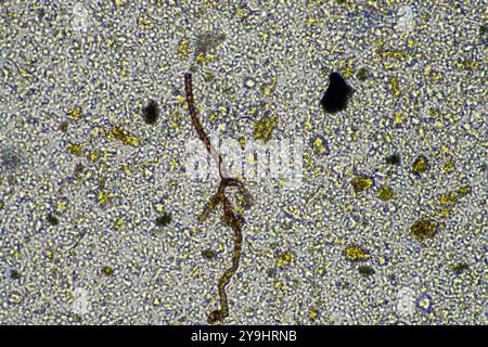 Mikroorganismen und Bodenbiologie, mit Nematoden und Pilzen unter dem Mikroskop. In einem Boden und Kompost Stockfoto
