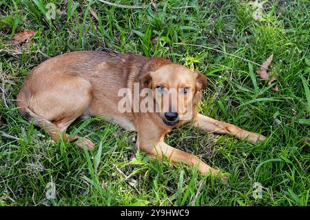 Gelber Mischhund, der auf einem Rasen liegt und einen sanften Blick ausdrückt Stockfoto