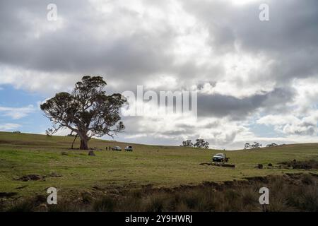 Schöne Rinder in Australien, die Gras fressen, auf der Weide weiden. Rinderherde aus Freilandhaltung, die in einem landwirtschaftlichen Betrieb regenerativ gezüchtet wird. Susta Stockfoto