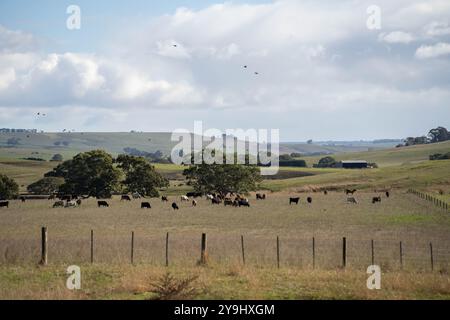 Schöne Rinder in Australien, die Gras fressen, auf der Weide weiden. Rinderherde aus Freilandhaltung, die in einem landwirtschaftlichen Betrieb regenerativ gezüchtet wird. Susta Stockfoto