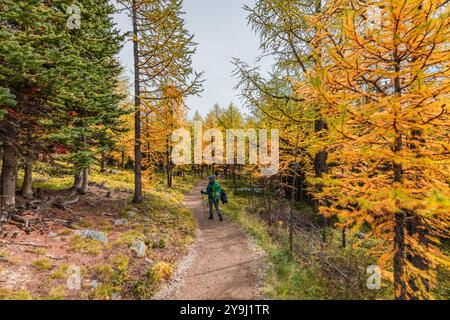 Unglaubliche Herbstausblicke auf das Larch Valley und den malerischen Sentinal Pass im September mit leuchtend gelben Bäumen und einer Frau, die eine Person wandert Stockfoto