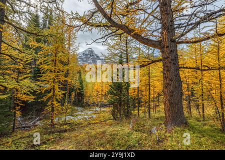 Wunderschöne herbstliche Ausblicke am Sentinal Pass, Larch Valley im September mit leichtem Schnee über die unglaubliche Landschaft im Norden Kanadas, Stockfoto