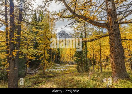 Wunderschöne herbstliche Ausblicke am Sentinal Pass, Larch Valley im September mit leichtem Schnee über die unglaubliche Landschaft im Norden Kanadas, Stockfoto