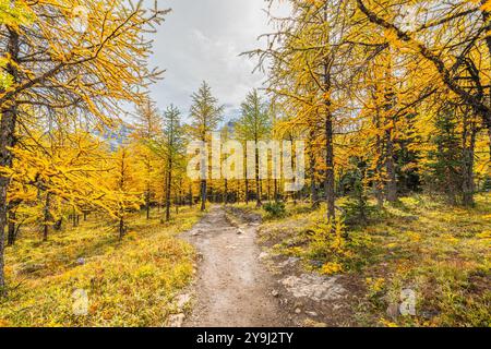 Wunderschöne herbstliche Ausblicke am Sentinal Pass, Larch Valley im September mit leichtem Schnee über die unglaubliche Landschaft im Norden Kanadas, Stockfoto