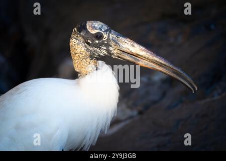 Ein Porträt eines Holzstorchs, der die untergehende Sonne in Orlando, Florida, fängt. Stockfoto