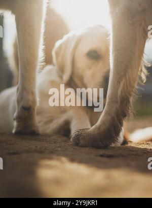 Dreckige Hundepfoten mit weißem Labrador auf dem Boden im Hintergrund Stockfoto