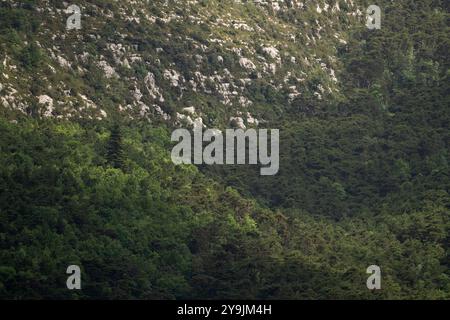 Üppige Vegetation bedeckt die steilen Kalksteinklippen der Verdon-Schlucht. Das Bild zeigt eine Vielzahl von Pflanzenarten, einschließlich dunkelgrüner Nadelbäume Stockfoto