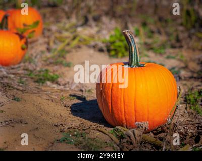 Großer orangener Kürbis in einem Kürbisfeld während der Erntezeit in Ontario. Stockfoto