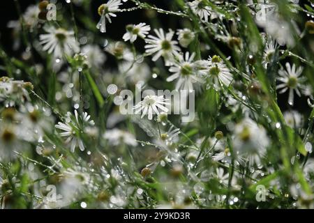 Bewässerung des Gartens, Anfang September, Deutschland, Europa Stockfoto