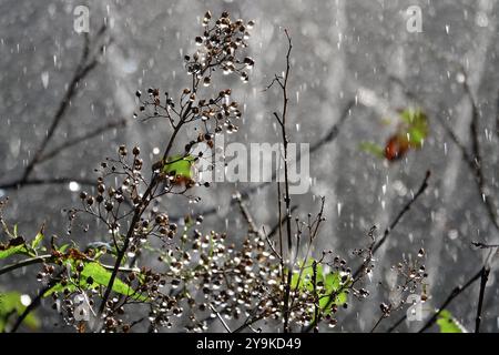 Bewässerung des Gartens, Anfang September, Deutschland, Europa Stockfoto