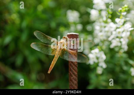 Eine Libelle mit vier zarten Flügeln liegt auf einem rostigen Metallstück, das in einem üppigen Garten steht, um der Sommerhitze zu entkommen. Stockfoto