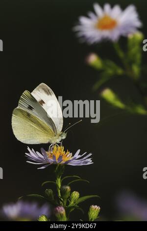 Eine kleine weiße (Pieris rapae), die auf einer blühenden violetten Blume vor dunklem Hintergrund sitzt, Hessen, Deutschland, Europa Stockfoto