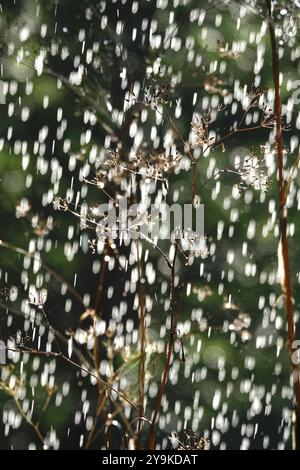 Bewässerung des Gartens, Anfang September, Deutschland, Europa Stockfoto