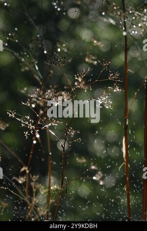 Bewässerung des Gartens, Anfang September, Deutschland, Europa Stockfoto